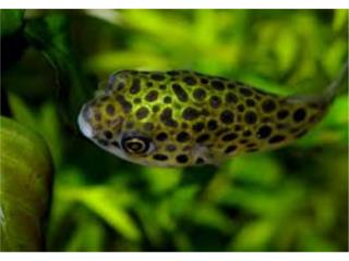 Green Spotted Puffer Puerto Rico
