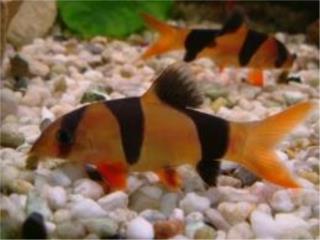 Clown Loach Botia, AQUARIUM XTRA