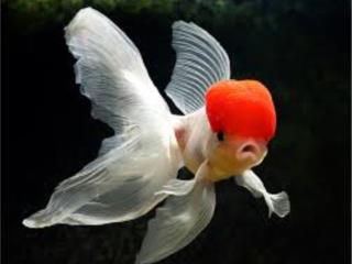 Red Cap Oranda, AQUARIUM XTRA