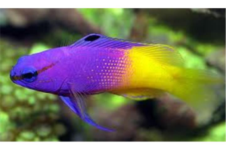 Royal Gramma y mucho mas