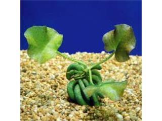 Banana Plant, AQUARIUM XTRA