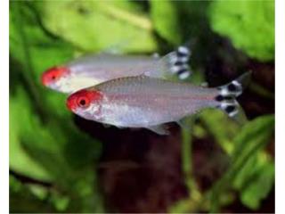 Rummy Nose Tetra, AQUARIUM XTRA