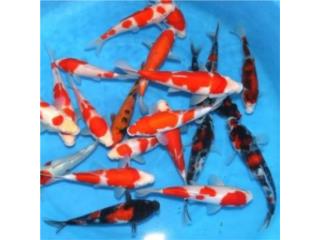 Koi Dainichi Showa & Kohaku Puerto Rico