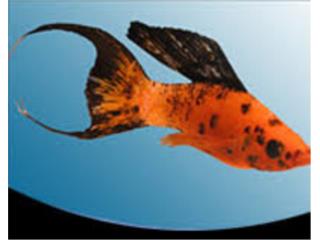 Molly Red Sunset Lyretail, AQUARIUM XTRA