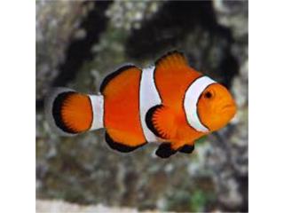 Tremendo Lote de Clown Fish Puerto Rico