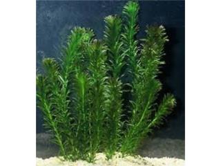 Elodea, AQUARIUM XTRA