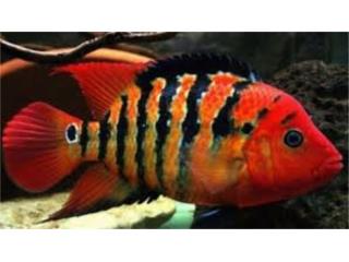 Red Terror Cichlid, AQUARIUM XTRA