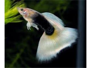 Guppy Half Black Yellow Puerto Rico