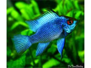 Electric Blue Ramirezi, AQUARIUM XTRA