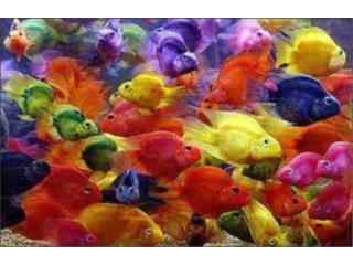 Jelly Bean Parrot, AQUARIUM XTRA