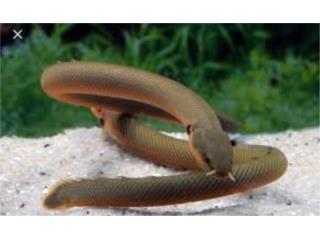 African Rope Fish Puerto Rico
