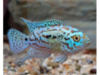 Electric Blue Jack Dempsey Puerto Rico