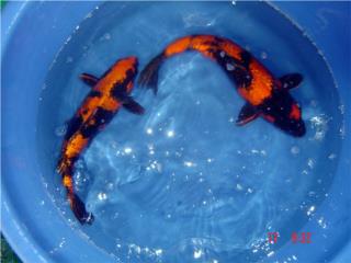 Koi Hi Utsuri (Red & Black), AQUARIUM XTRA