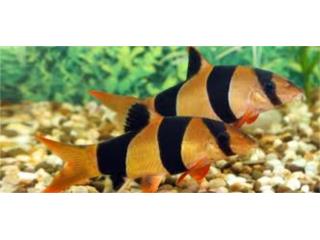 Clown Loach Botia, AQUARIUM XTRA