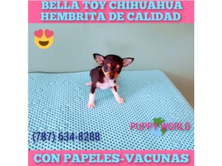 BELLA TOY CHIHUAHUA CON PAPELES-VACUNAS, Puppy world
