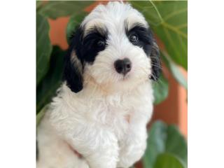 Mini Bernedoodle HEMBRA, Puppy Love PR