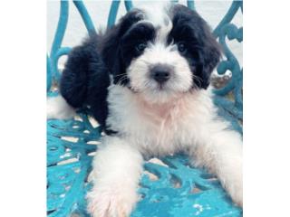 Mini Bernedoodle HEMBRA Puppy #2, Puppy Love PR
