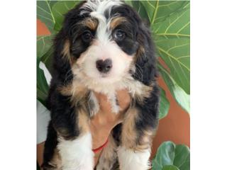 Mini Bernedoodle NENE Puppy, Puppy Love PR