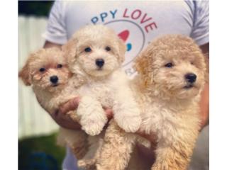 Poochon Puppy (Poodle con Bichon Frise) NENA, Puppy Love PR