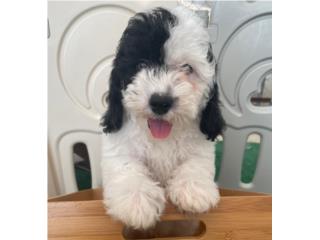 Mini Poodle Puppy en Guaynabo (nene), Puppy Love PR