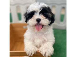 Malshi (Maltese con Shih Tzu) - NENA , Puppy Love PR