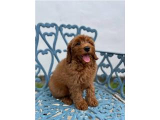 Mini Goldendoodle NENE, Puppy Love PR