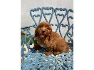 Mini Goldendoodle NENA Puppy, Puppy Love PR