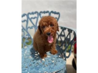 Mini Goldendoodle Puppy HEMBRA, Puppy Love PR