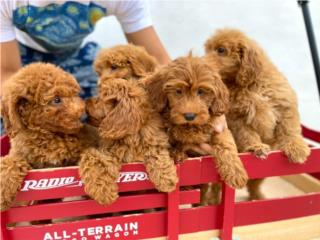 Mini Goldendoodle NENA Puppy, Puppy Love PR