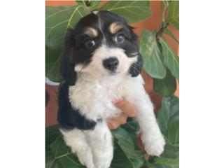 Tri-Color Cavapoo en Guayanbo , Puppy Love PR