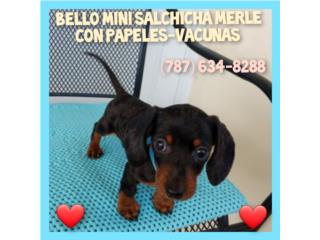 BELLO SALCHICHA MINIATURA MERLE CON PAPELES Puerto Rico