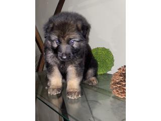 German Shepherd Long hair, J Rivera