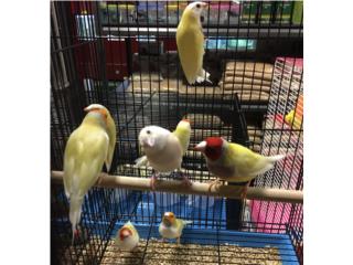 Lady Gouldian , Isabela Pet Shop