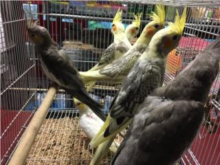 Cockatiel , Isabela Pet Shop