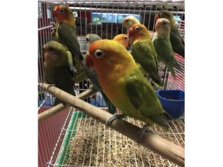 Lovebirds , Isabela Pet Shop