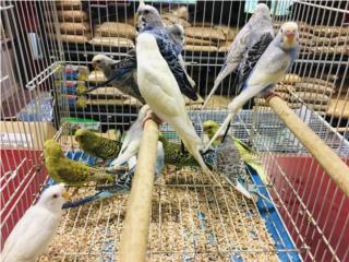 Pericos en especial $24.99, Isabela Pet Shop