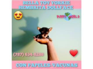 BELLA TOY YORKIE CON PAPELES-VACUNAS, Puppy world
