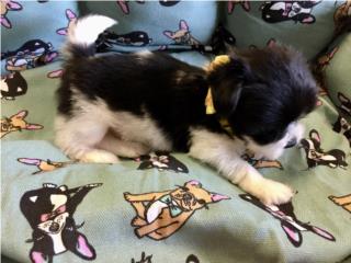 Shihtzu imperial macho con papeles , Isabela Pet Shop