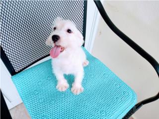 MALTES MACHO DE 3.5 MES CON PAPELES-VACUNAS, Puppy world