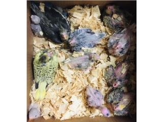 Cockatiel bebe en especial Puerto Rico