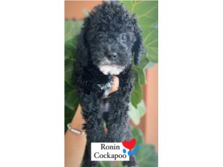 F1B Cockapoo Puppy en Guaynabo (Nene), Puppy Love PR