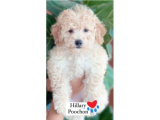 Poochon Puppies (Poodle con Bichon) nena/e, Puppy Love PR