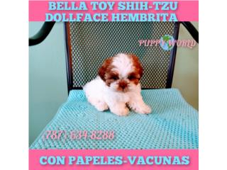 ESPECTACULAR BELLA TOY SHITZU CON PAPELES-VAC, Puppy world