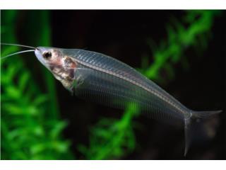 Glass Catfish, AQUARIUM XTRA