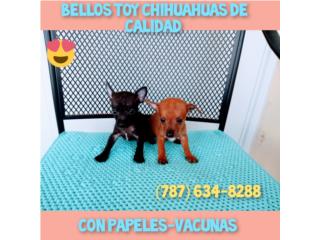 TOY CHIHUAHUAS DE CALIDAD CON PAPELES-VACUNAS Puerto Rico