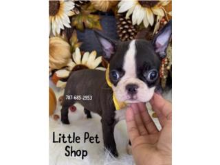 BOSTON TERRIER BRINDLE NENE CON PAPELES , LITTLE PET SHOP