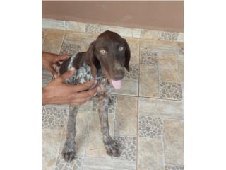 GERMAN SHORTHAIRED POINTER, Dogs