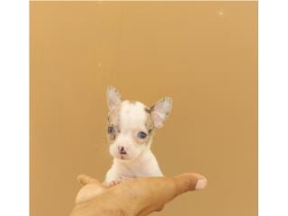CHIHUAHUA MACHO BLANCO Y MERLE, Dogs