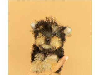 YORKIE MACHO , Dogs