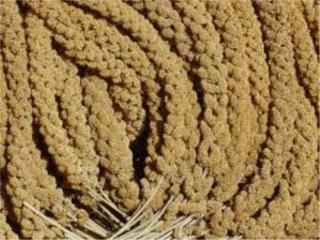 ESPIGAS DETALLADAS ((SPRAY MILLET)), OUTLET PET CENTER & CENTRO AGRICOLA